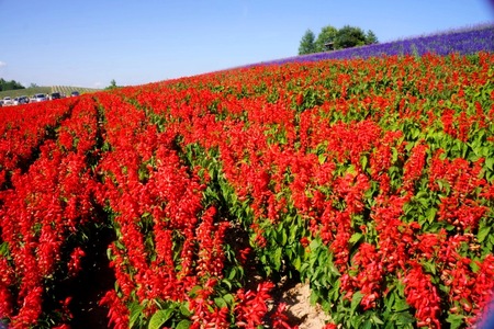 2012-7-25 富良野 169.jpg